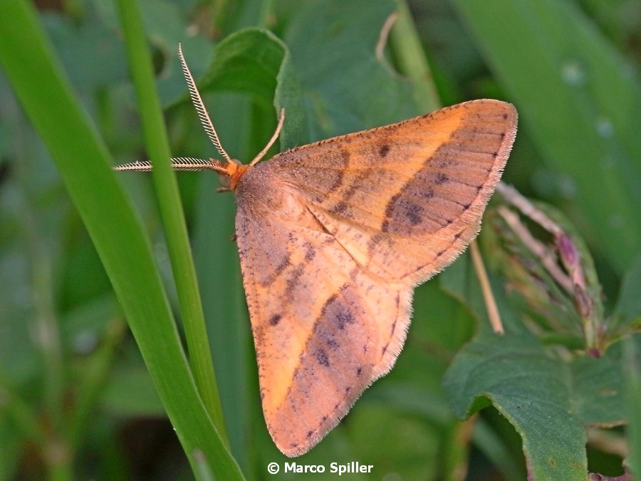 Falena da identificare